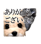 犬の人形（個別スタンプ：24）