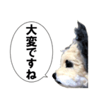 犬の人形（個別スタンプ：32）