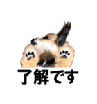 犬の人形（個別スタンプ：37）