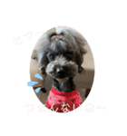 トイプードルGigi5（個別スタンプ：10）