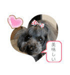 トイプードルGigi5（個別スタンプ：23）
