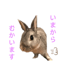 ぽこ様の下僕のためのスタンプ（個別スタンプ：3）