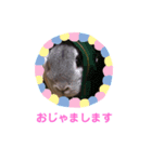 ぽこ様の下僕のためのスタンプ（個別スタンプ：4）