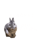 ぽこ様の下僕のためのスタンプ（個別スタンプ：5）