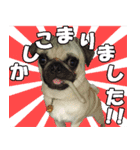 騒がしいパグ家族 2（個別スタンプ：1）
