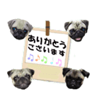 騒がしいパグ家族 2（個別スタンプ：2）