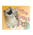 騒がしいパグ家族 2（個別スタンプ：3）