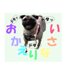 騒がしいパグ家族 2（個別スタンプ：4）