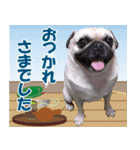 騒がしいパグ家族 2（個別スタンプ：5）