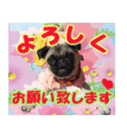 騒がしいパグ家族 2（個別スタンプ：6）