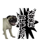 騒がしいパグ家族 2（個別スタンプ：8）