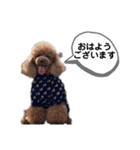 トイプードルのアトム君（個別スタンプ：5）