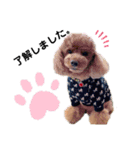 トイプードルのアトム君（個別スタンプ：13）