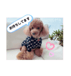 トイプードルのアトム君（個別スタンプ：22）