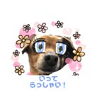 うちのソラさん3（個別スタンプ：3）
