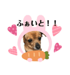 うちのソラさん3（個別スタンプ：11）