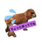 dogsアップル♪ライム♪チェリー♪シトラス（個別スタンプ：1）