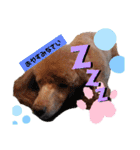 dogsアップル♪ライム♪チェリー♪シトラス（個別スタンプ：5）