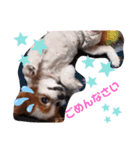 dogsアップル♪ライム♪チェリー♪シトラス（個別スタンプ：6）
