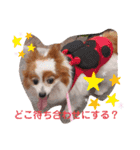 dogsアップル♪ライム♪チェリー♪シトラス（個別スタンプ：7）