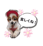 dogsアップル♪ライム♪チェリー♪シトラス（個別スタンプ：12）