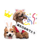 dogsアップル♪ライム♪チェリー♪シトラス（個別スタンプ：14）