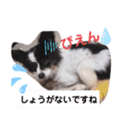 dogsアップル♪ライム♪チェリー♪シトラス（個別スタンプ：15）