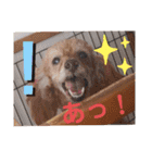 dogsアップル♪ライム♪チェリー♪シトラス（個別スタンプ：16）