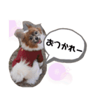 dogsアップル♪ライム♪チェリー♪シトラス（個別スタンプ：17）