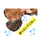 dogsアップル♪ライム♪チェリー♪シトラス（個別スタンプ：20）