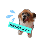 dogsアップル♪ライム♪チェリー♪シトラス（個別スタンプ：21）