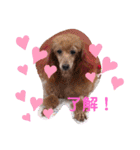 dogsアップル♪ライム♪チェリー♪シトラス（個別スタンプ：22）