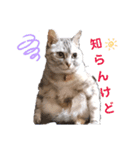 ねこのエルかめスタンプ2（個別スタンプ：1）