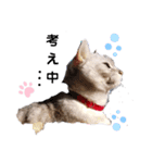ねこのエルかめスタンプ2（個別スタンプ：3）
