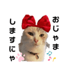ねこのエルかめスタンプ2（個別スタンプ：4）