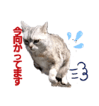 ねこのエルかめスタンプ2（個別スタンプ：5）