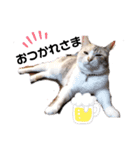 ねこのエルかめスタンプ2（個別スタンプ：6）