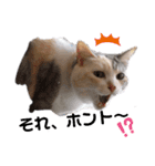 ねこのエルかめスタンプ2（個別スタンプ：8）