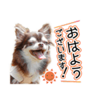 チワワのるいとろろあ～るい敬語編～（個別スタンプ：1）