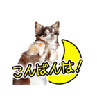 チワワのるいとろろあ～るい敬語編～（個別スタンプ：3）
