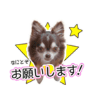 チワワのるいとろろあ～るい敬語編～（個別スタンプ：5）