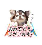 チワワのるいとろろあ～るい敬語編～（個別スタンプ：6）
