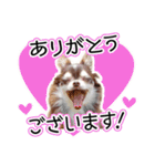 チワワのるいとろろあ～るい敬語編～（個別スタンプ：7）