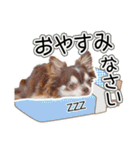 チワワのるいとろろあ～るい敬語編～（個別スタンプ：8）