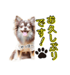 チワワのるいとろろあ～るい敬語編～（個別スタンプ：9）