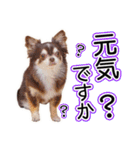 チワワのるいとろろあ～るい敬語編～（個別スタンプ：10）