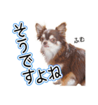 チワワのるいとろろあ～るい敬語編～（個別スタンプ：12）