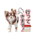 チワワのるいとろろあ～るい敬語編～（個別スタンプ：13）