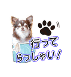 チワワのるいとろろあ～るい敬語編～（個別スタンプ：14）