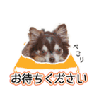 チワワのるいとろろあ～るい敬語編～（個別スタンプ：15）